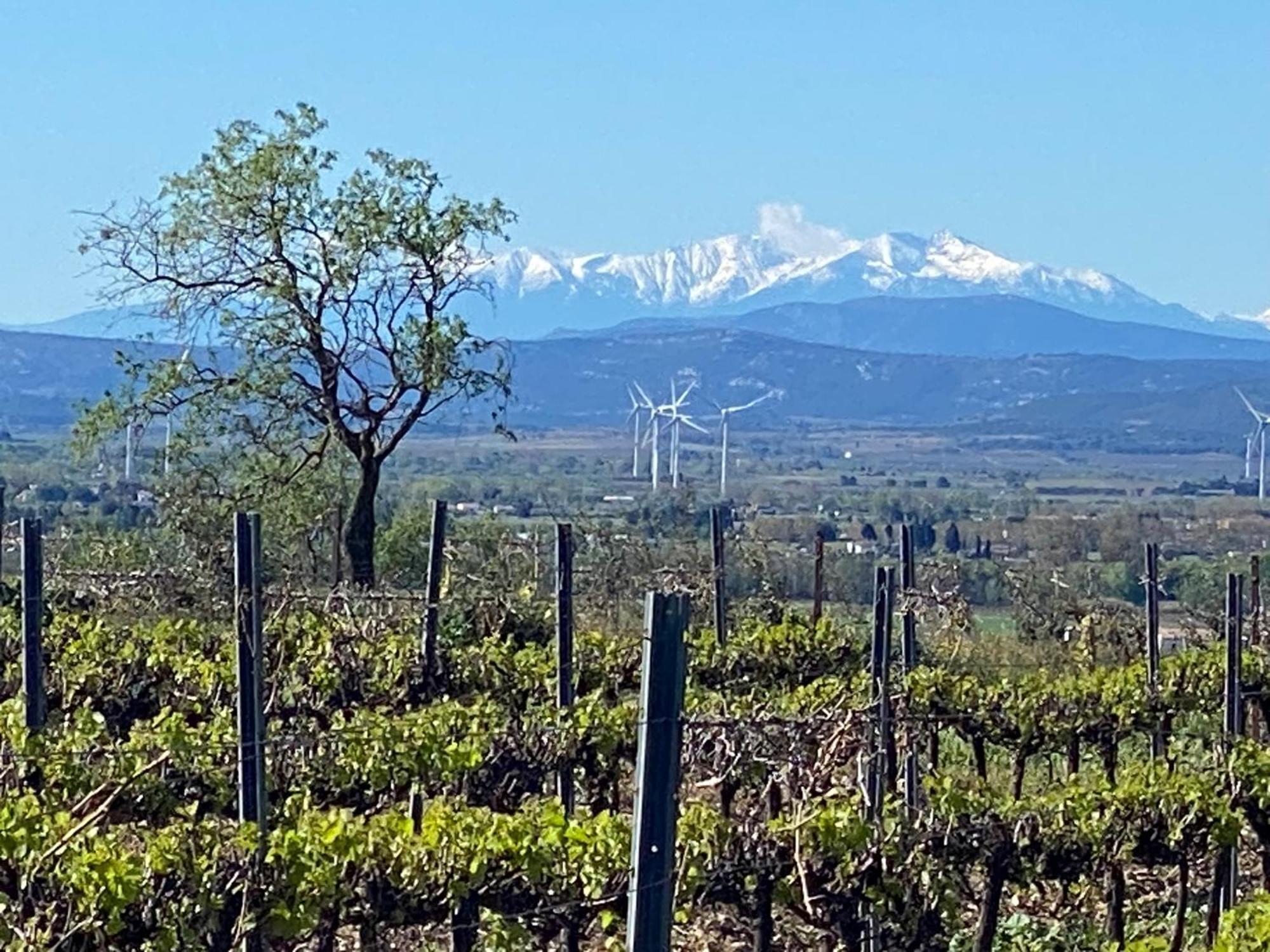 Maison Du Midi, 2 Gites De Charme Ginestas Zewnętrze zdjęcie