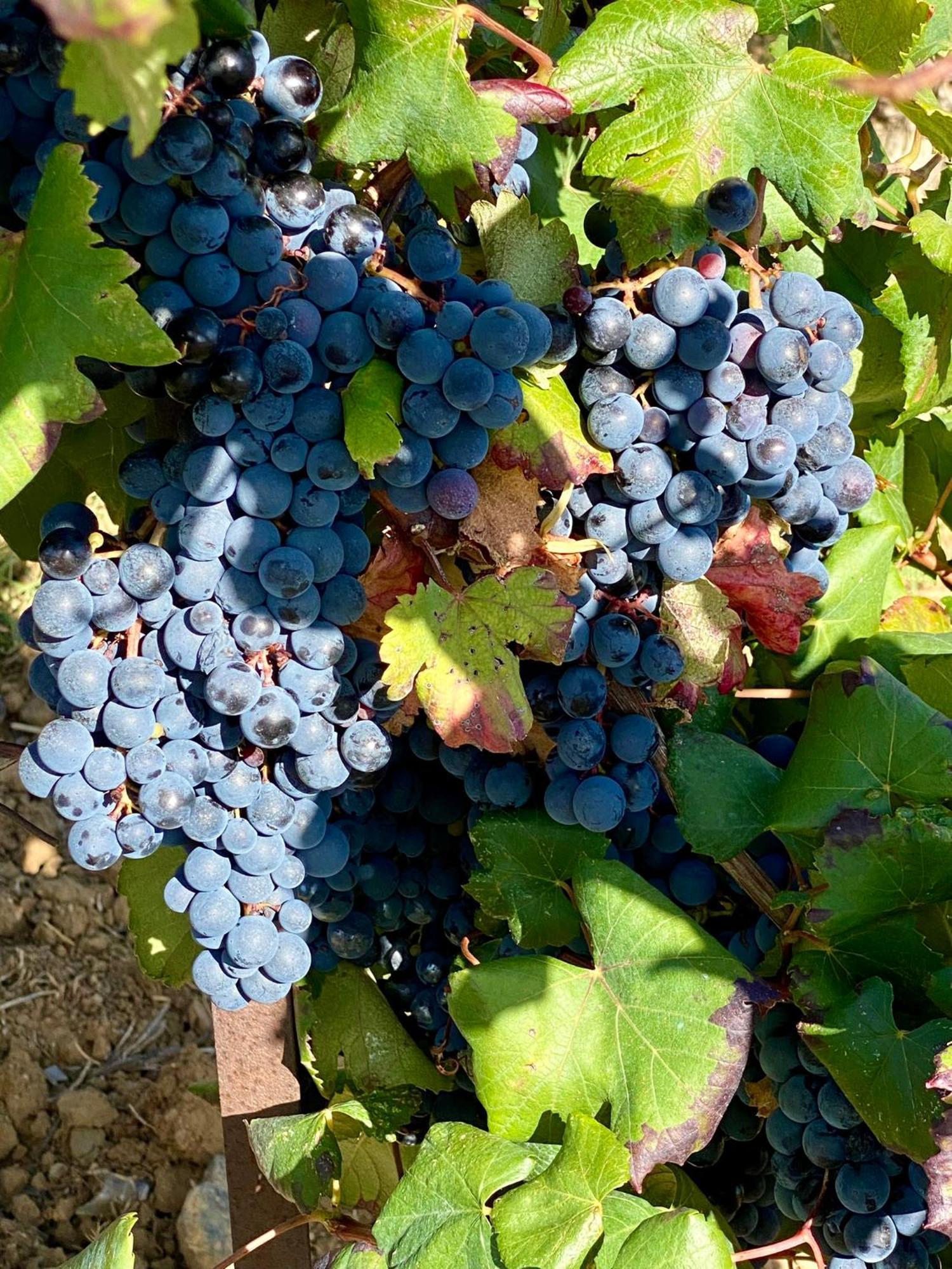 Maison Du Midi, 2 Gites De Charme Ginestas Zewnętrze zdjęcie