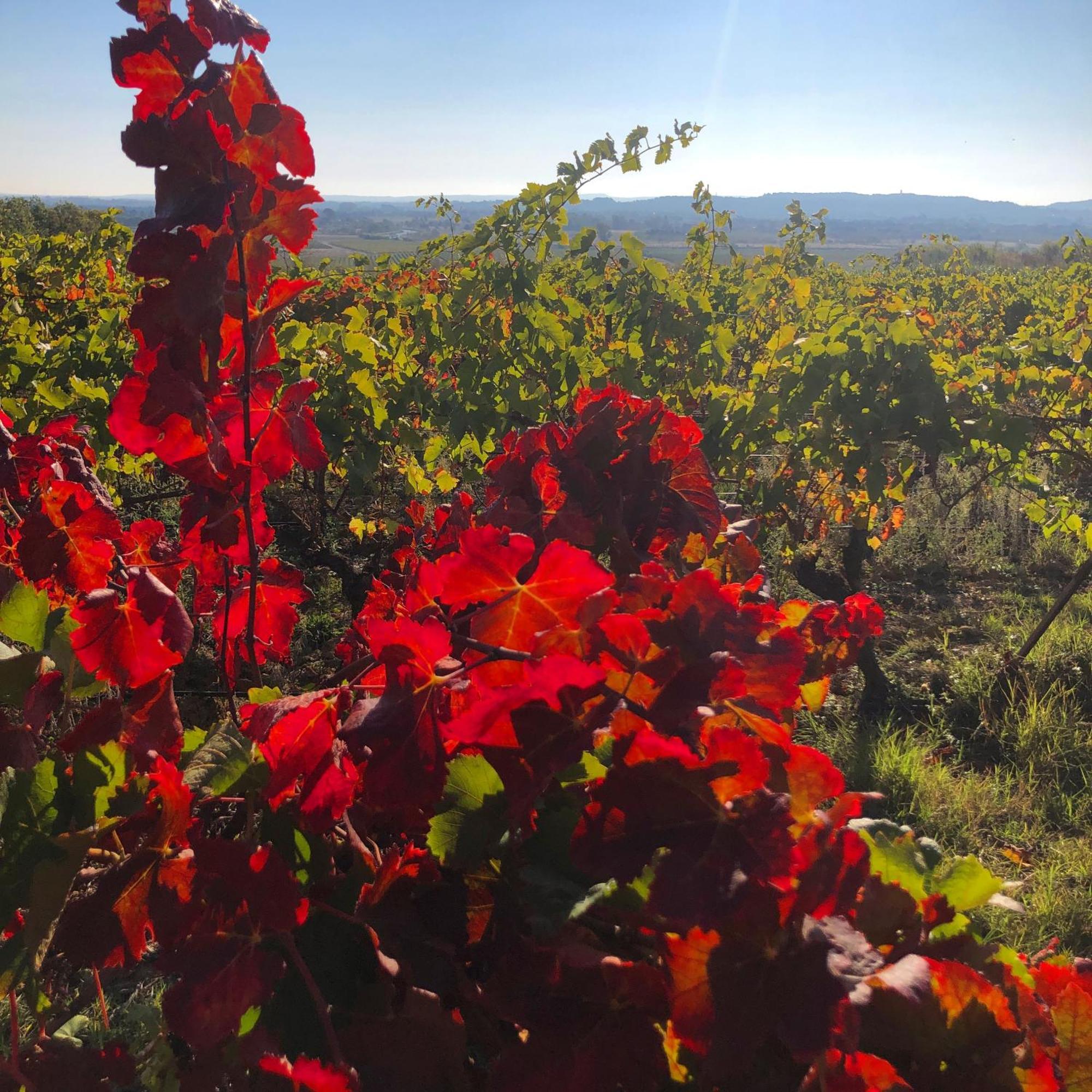 Maison Du Midi, 2 Gites De Charme Ginestas Zewnętrze zdjęcie